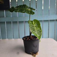 Load image into Gallery viewer, #H32 Large, Rooted Anthurium Veitchii Tip