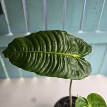 Load image into Gallery viewer, #H32 Large, Rooted Anthurium Veitchii Tip
