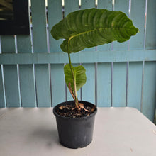 Load image into Gallery viewer, #H32 Large, Rooted Anthurium Veitchii Tip