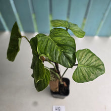 Load image into Gallery viewer, #H61 Philodendron Sodiroi