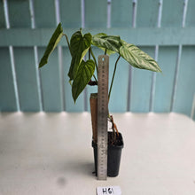 Load image into Gallery viewer, #H61 Philodendron Sodiroi