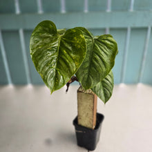 Load image into Gallery viewer, #H61 Philodendron Sodiroi