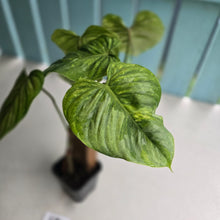 Load image into Gallery viewer, #H61 Philodendron Sodiroi