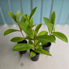 Load image into Gallery viewer, 1 x Medinilla Succulenta - Orange Flowers