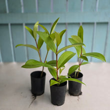 Load image into Gallery viewer, 1 x Medinilla Succulenta - Orange Flowers