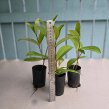 Load image into Gallery viewer, 1 x Medinilla Succulenta - Orange Flowers