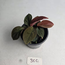 Load image into Gallery viewer, #304 Homalomena Humilis