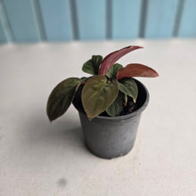 Load image into Gallery viewer, #304 Homalomena Humilis