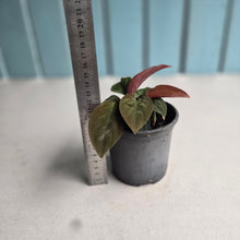 Load image into Gallery viewer, #304 Homalomena Humilis