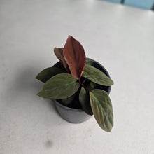 Load image into Gallery viewer, #304 Homalomena Humilis