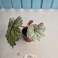 Load image into Gallery viewer, #P5 Begonia Unknown