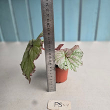 Load image into Gallery viewer, #P5 Begonia Unknown