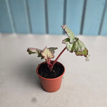 Load image into Gallery viewer, #P5 Begonia Unknown