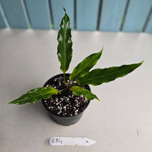 Load image into Gallery viewer, #B84 Anthurium Plowmanii Ruffles