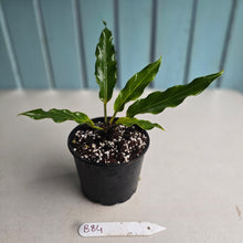 Load image into Gallery viewer, #B84 Anthurium Plowmanii Ruffles