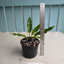 Load image into Gallery viewer, #B84 Anthurium Plowmanii Ruffles