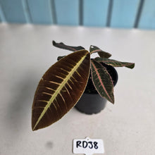 Load image into Gallery viewer, #RD38 Labisia Brown Pink