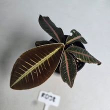 Load image into Gallery viewer, #RD38 Labisia Brown Pink