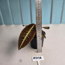 Load image into Gallery viewer, #RD38 Labisia Brown Pink