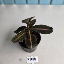 Load image into Gallery viewer, #RD38 Labisia Brown Pink