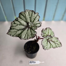 Load image into Gallery viewer, #RD31 Begonia Unknown