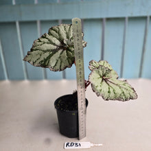 Load image into Gallery viewer, #RD31 Begonia Unknown