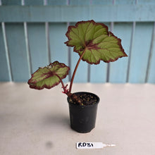 Load image into Gallery viewer, #RD31 Begonia Unknown