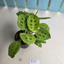 Load image into Gallery viewer, #R27 Maranta Leuconeura Light Veins