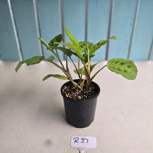 Load image into Gallery viewer, #R27 Maranta Leuconeura Light Veins