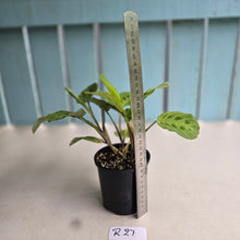 Load image into Gallery viewer, #R27 Maranta Leuconeura Light Veins
