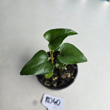 Load image into Gallery viewer, #RD40 Two x Anthurium Cerrobaulense Seedlings