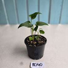 Load image into Gallery viewer, #RD40 Two x Anthurium Cerrobaulense Seedlings
