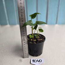 Load image into Gallery viewer, #RD40 Two x Anthurium Cerrobaulense Seedlings