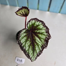 Load image into Gallery viewer, #R48 Begonia Fireworks