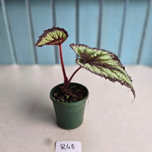 Load image into Gallery viewer, #R48 Begonia Fireworks