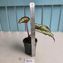 Load image into Gallery viewer, #R48 Begonia Fireworks