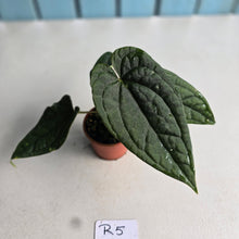 Load image into Gallery viewer, #R5 Two x Headed, Long, Narrow Anthurium Luxurians x