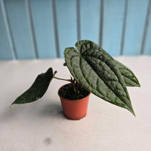 Load image into Gallery viewer, #R5 Two x Headed, Long, Narrow Anthurium Luxurians x