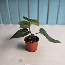 Load image into Gallery viewer, #R5 Two x Headed, Long, Narrow Anthurium Luxurians x