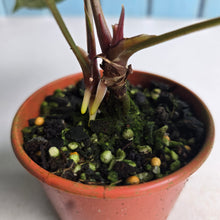 Load image into Gallery viewer, #R5 Two x Headed, Long, Narrow Anthurium Luxurians x