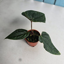 Load image into Gallery viewer, #R5 Two x Headed, Long, Narrow Anthurium Luxurians x