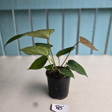 Load image into Gallery viewer, #R5 Anthurium Crystallinum x - With Pup