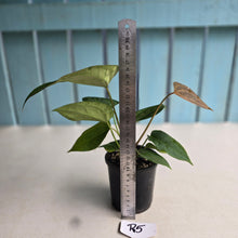 Load image into Gallery viewer, #R5 Anthurium Crystallinum x - With Pup