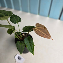 Load image into Gallery viewer, #R5 Anthurium Crystallinum x - With Pup