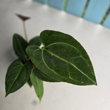 Load image into Gallery viewer, #R5 Anthurium Crystallinum x - With Pup