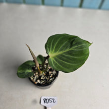 Load image into Gallery viewer, #RD52 Philodendron Gloriosum