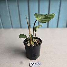 Load image into Gallery viewer, #RD52 Philodendron Gloriosum