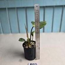 Load image into Gallery viewer, #RD52 Philodendron Gloriosum