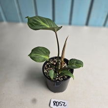 Load image into Gallery viewer, #RD52 Philodendron Gloriosum