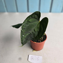 Load image into Gallery viewer, #R78 Dark Anthurium NOID
